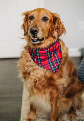 Tartan - Pet Bandana